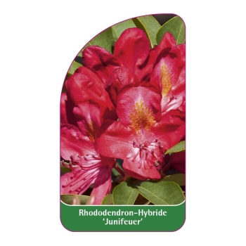 Rododendron JUNIFEUER ciemnoczerwony